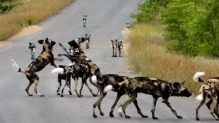 Large Pack Of Wild Dogs In Kruger National Park | African Safari
