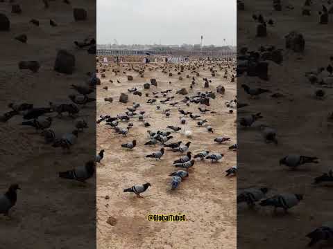 Say Ameen??? #wayofjannat #love #madina #madinah #madinalover #muhammadﷺ #masjidnabawi #jannatulbaqi