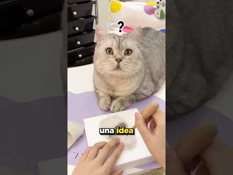 Ella Hizo El Mejor Regalo A Su Gato 🌟❤️