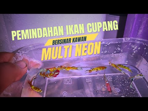 Pemindahan Ikan cupang multi neon akhirnya bisa update perkembangan...semoga lekas membesar ..