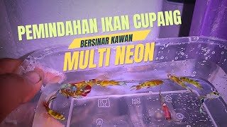 Pemindahan Ikan cupang multi neon akhirnya bisa update perkembangan...semoga lekas membesar ..