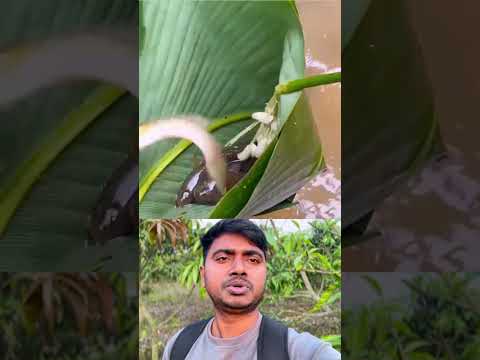 লোকটার মাছ ধরার অসাধারণ কৌশল #foryou #shorts #fishing #trending