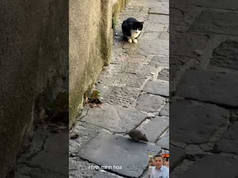 Mèo theo dõi chuột và cái kết #shortvideo #animals #dongvat #thegioidongvat #short #thugian #vui