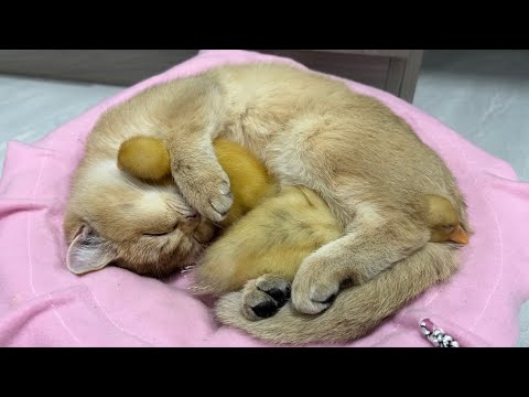 The kitten is a qualified mother duck.  Kitten and duckling sleep together.  cute animal videos??