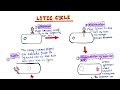 Viral Life Cycle and Host Interaction