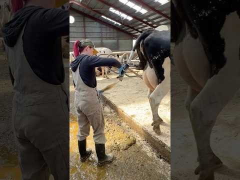 ✂️ Farm Girl’s Tail Trimming 101: The Secret to Happy, Healthy Cows 🐄