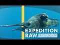 Billfish Behavior and Communication