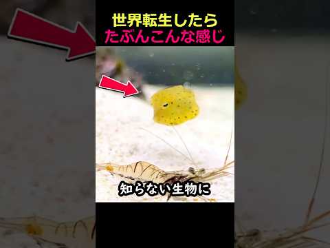 異世界転生したらたぶんこんな感じ