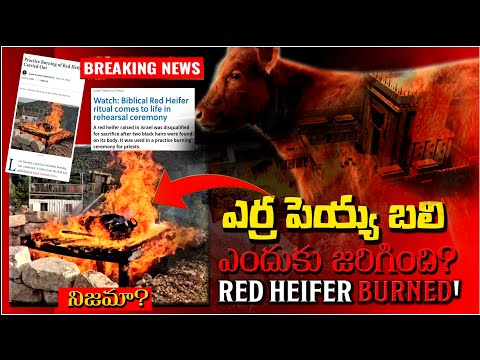 బలి జరిగిందా? ఎర్రని పెయ్యి బలి నిజామా? RED HEIFER UPDATE -ISRAEL- 2025 -END TIME- FACT CHECK ✅