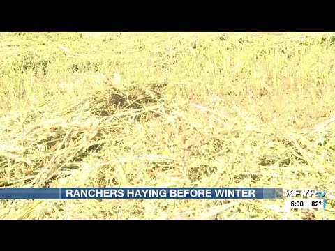 YouTube video thumbnail: North Dakota Ranchers Rush to Secure Winter Feed
