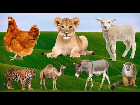 Cute Farm Animals: Rooster, Lion, Sheep, Tiger, Donkey, Monkey – Animal Sounds