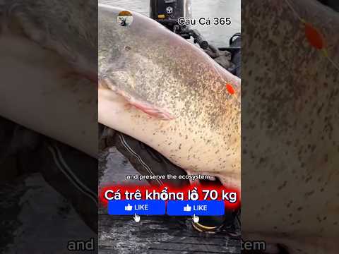 Cá Trê Khổng Lồ Dài 2,2m Nặng 70kg #fishing #amazing #cauca365 #short
