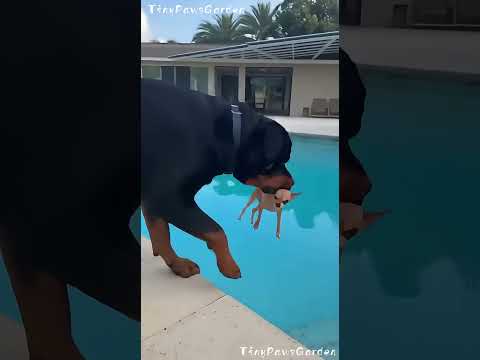 Rottweiler Gets Tired of the Chihuahua and Tosses Him Into the Pool ๐โ๐ฆบ๐๐ถ๐ฆ๐