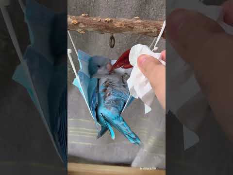 感谢你每天早上的叫醒服务,奖励你吃个鸡爪 #搞笑 #pets #funny #鸵鸟蛋 #parrot