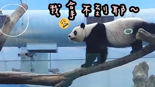 圓仔遠遠看著紅蘿蔔，苦惱拿不到|熊貓貓熊The Giant Panda Yuan Yuan and Yuan Bao|台北市立動物園