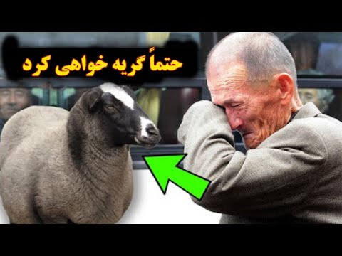 سبحان الله ! ببینید بر سر کسی که پول خرید گوسفند قربانی نداشت، چه آمد؟! سبحان الله