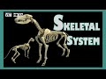Skeletal System Functions and Characteristics