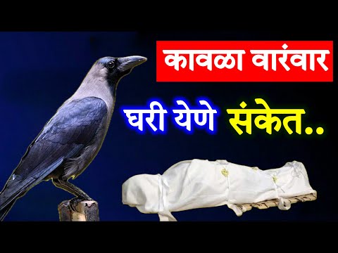 कावळा वारंवार घरात येणे.! पुढे घडणारी ही घटना…