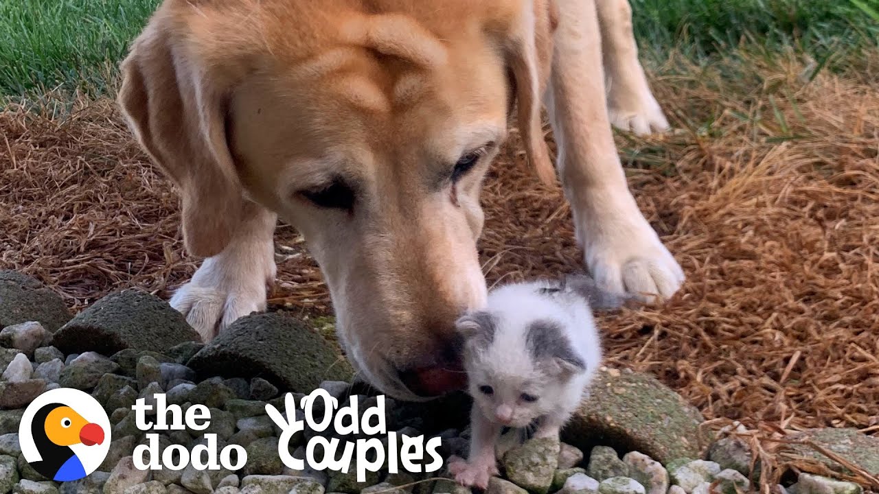 Tiniest Kitten Grows Up Pouncing On Her 115-Pound Lab Brother Odd Couples