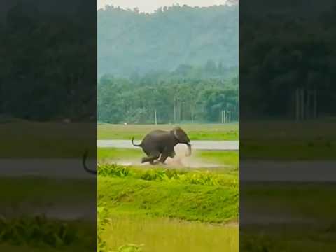 Wild and Wonderful-  Catch me if you can!