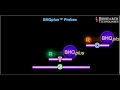 Scorpion Primers and Probes Concepts