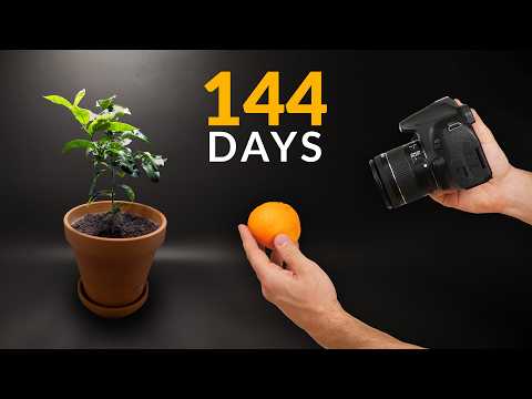 Mandarin tree Time-lapse 144 Days