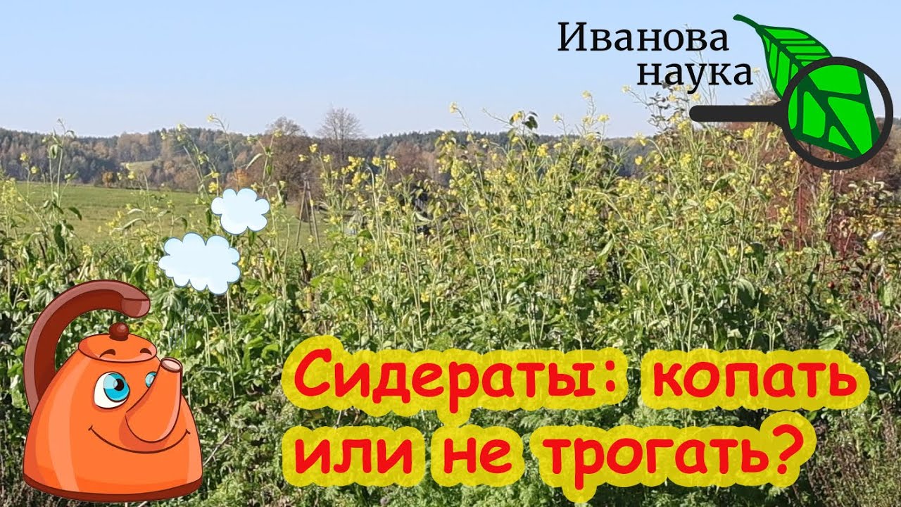 Сидераты осенью: перекапывать или оставить как есть многолетний опыт дает однозначный ответ.