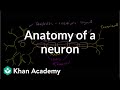 Exploring Neuron Structure and Function