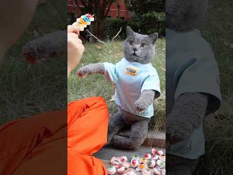Wow!😮 Delicious Candies Turned Into A Snail Dessert!🐌🍭 #catvideos #catmemes #trending