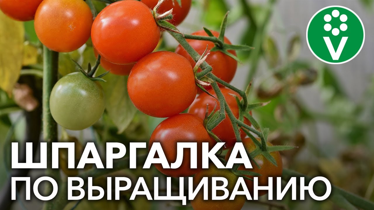 Все о томатах за 15 минут - коротко и по делу!