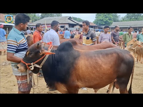 @ ১৫/৭/২০২৫|| শেষ বেলায় খামার উপযোগী ষাঁড় গরু ঢাকার খামারী কি দামে কিনলেন খোঁচাবাড়ী হাটে??