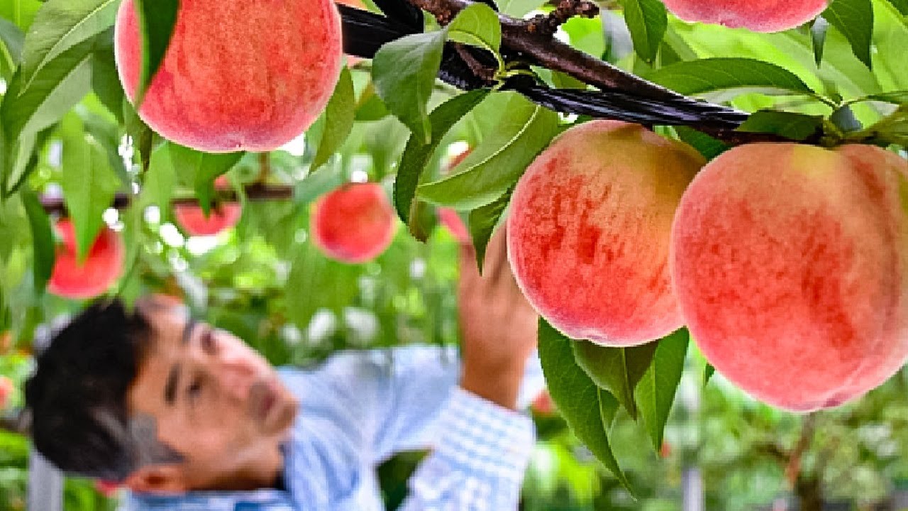World’s Most Expensive Peaches – Japan Agriculture Technology – Peaches Cultivation Technique