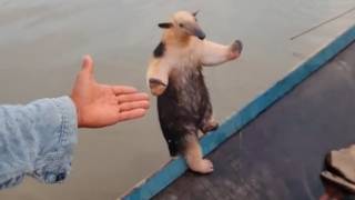 UNUSUAL MEMES COMPILATION V332