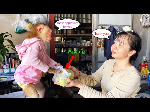 Monkey Lyly harvested apples to give to her aunt and received a reward from her aunt.