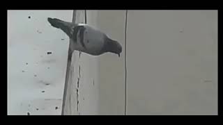 Birds Fly And Fall(Official Music Video)