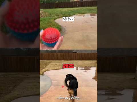 Iโve Lost My Best Friend ๐(2026) #dog #doglife #dogshort #dogvideos #shorts