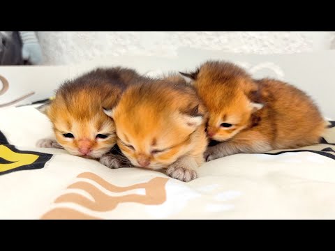 Live: Scottish kittens' adorable antics at 2.5 weeks old!