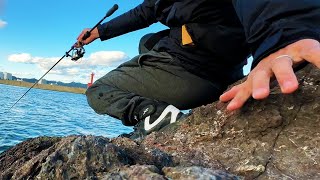晩ごはんのおかずを釣りに行ったら塩焼きが入れ喰い