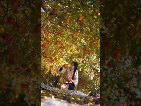 Beautiful Nature with Rural Life - Today I got lost in a beautiful apple farm