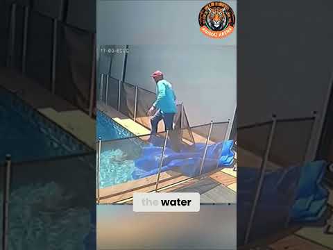 Hero Saves Drowning Puppy! 🐶❤️