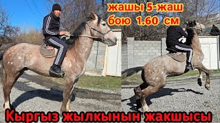 Кыргыз жылкынын жакшысы чыкты тел:+996779340909