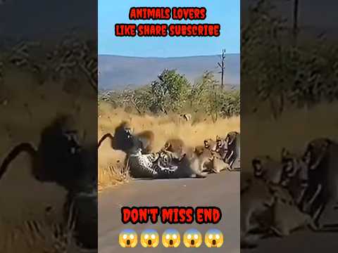 Cheetah Attack Baboon 2024 Mohammed Entertainment