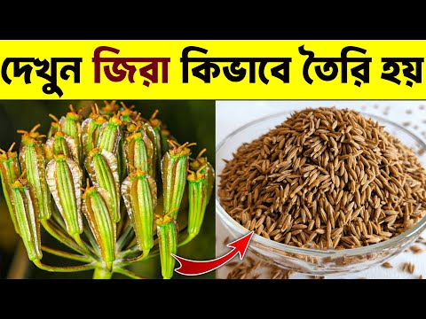 দেখুন জিরা কিভাবে তৈরি হয়, জিরা চাষ করে রাতারাতি কোটিপতি Cumin farming | Cumin seed