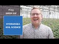 Fertilizers and Hydrangea Care
