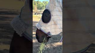 What’s your horses most expensive personality trait? #equestrianjourney