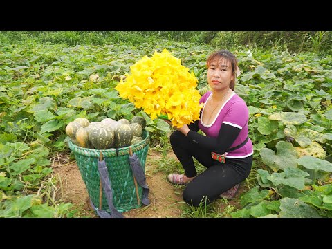 Harvesting Pumpkin Goes To Market Sell - Daily Life Harvest | Chúc Thị Mán