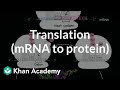 Translation of mRNA to Protein: Key Concepts and Mechanisms