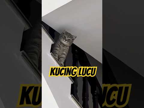 TINGKAH LUCU KUCING #viralvideo #cat #funny #lawak #catlover #cute #comedy #catsvideo #catsfunny