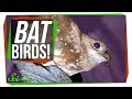 Oilbirds and Their Unique Traits