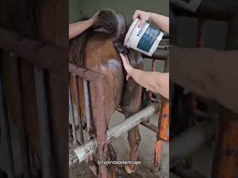 Dedicado Cobriu mais uma Égua #cavalo #vaquejada #rodeio #quartodemilha
